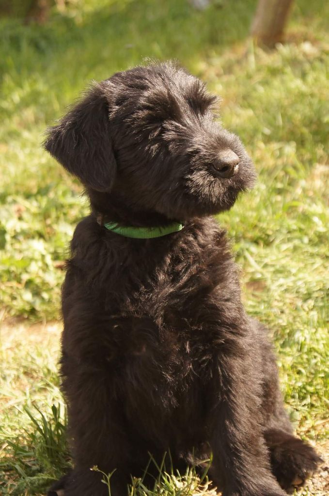 du Domaine De Zel'ka - Chiots disponibles - Schnauzer Geant